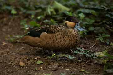 The Silver Teal  (Anas versicolor ssp. puna).