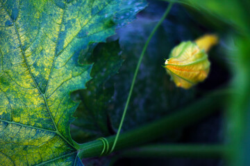 close up of zucchini flower - summer garden and farming, healthy food and fresh vegetables