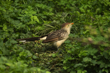 The guira cuckoo (Guira guira).