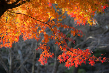 高千穂峡の紅葉	