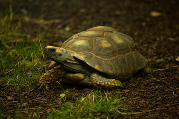 The yellow-footed tortoise, Brazilian giant tortoise (Chelonoidis denticulatus).
