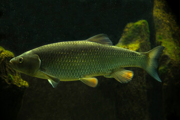 Naklejka premium The European Chub (Squalius cephalus).