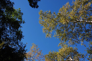 Looking through a group of forest trees at a perfect blue California winter sky above
