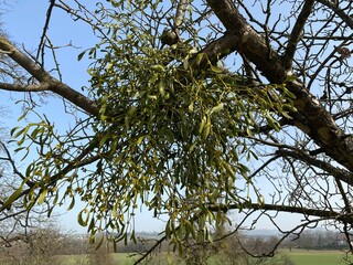 European mistletoe (Viscum album), common mistletoe or Die Weissbeerige Mistel in the natural...