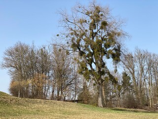 European mistletoe (Viscum album), common mistletoe or Die Weissbeerige Mistel in the natural...