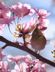 bird on branch