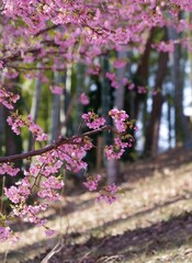 pink and white lilac flowers