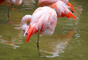 A beautiful pink Caribbean flamingo cleaning its feathers