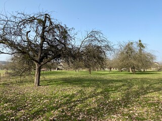 Fruit trees and rural agricultural orchards in the natural protection zone Aargau Reuss river plain...