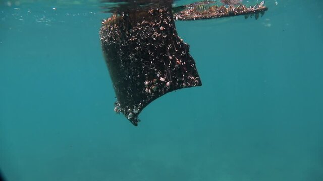 Close-up of a piece of barnacle covered debris floating in tropical waters with a small fish taking refuge in its shelter - Oahu, Hawaii