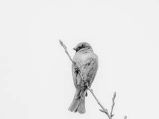 bird on a branch