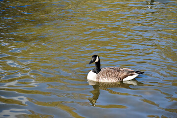 Canada goose swimming in the water, Coombe Abbey, Coventry, England, UK