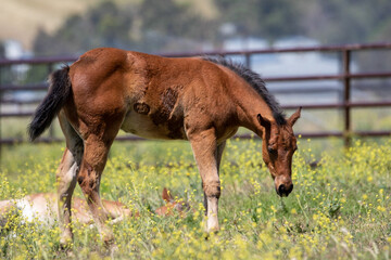 Fototapeta premium Baby Horses Playing and Laying Down