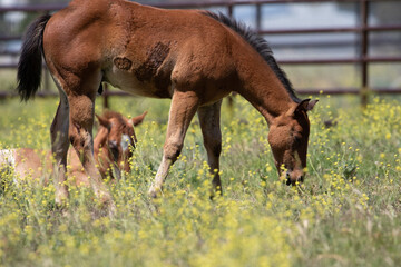 Baby Horses Grazing in First Open Pasture