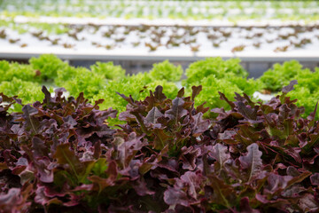 lettuce growing in a garden