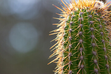 Home Garden Cactus Shimmering in Sunshine