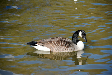 Canada goose swimming in the water, Coombe Abbey, Coventry, England, UK