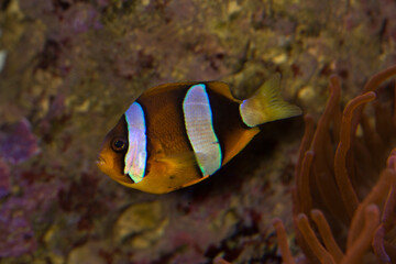 Fototapeta na wymiar The ocellaris clownfish, false percula clownfish, common clownfish (Amphiprion ocellaris).