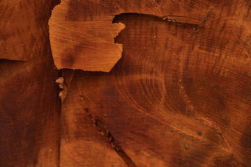 Background in the form of a pontic oak