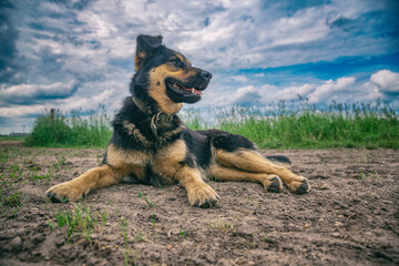 A beautiful dog lies on the ground against the background of the sky, in a field in summer.