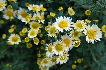 Tanacetum parthenium, known as feverfew, is a flowering plant in the daisy family, Asteraceae. It is a traditional medicinal herb that is used commonly to prevent migraine headaches. 
