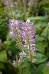 Summersweet is a medium-sized deciduous shrub that adds color and fragrance to your garden with its late-summer blooms.
