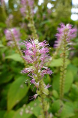 Summersweet plant (Clethra alnifolia), also known as pepper bush, is an ornamental shrub with spikes of spicy-smelling white flowers.