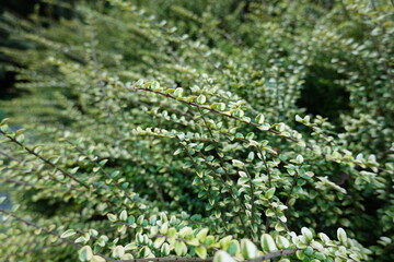 Gaultheria hispidula, commonly known as the creeping snowberry or moxie-plum, is a perennial spreading ground-level vine of the heath family Ericaceae native to North America.