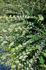 Creeping snowberry is a low trailing perennial plant found in bogs and wetland forests in the northern United States and Canada. 