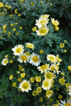 "Pyrethrum Parthenium" Images – Browse 136 Stock Photos, Vectors, and ...