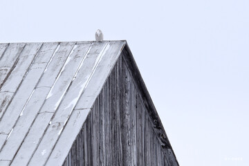 Snowy owl 