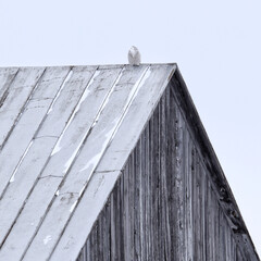 Snowy owl 