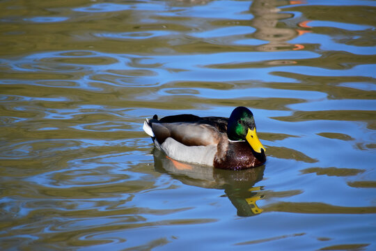 Mallard on the water, Coombe Abbey, Coventry, UK