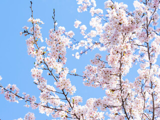 日本の桜の花　ソメイヨシノ