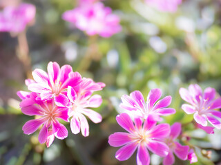 Fototapeta premium レウイシアのピンクの花
