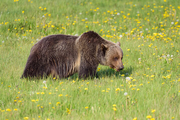 Classic shape of a mature grizzly bear eating wildflowers in a summer meadow in Banff National Park Canada