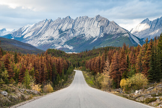Mountain Pine Beetle devastation, as a result of climate change, seen alongside the Maligne Lake Road in Jasper National Park