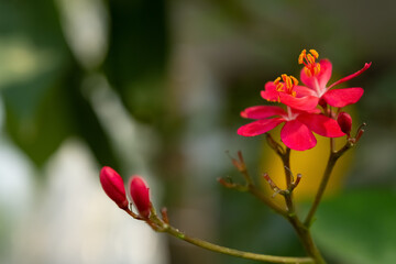 beauty Jatropha integerrima Jacq. or Jatropha pandurifolia close up