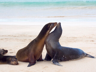 Obraz premium Sea Lions, Galapagos, Ecuador