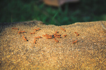Colony of red ants foraging.