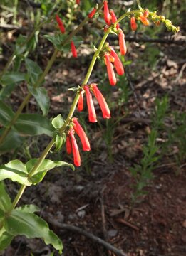Firecracker Penstemon (Penstemon eatoni) red wildflower in Zion National Park, Utah