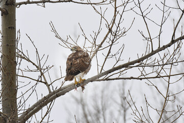 Red-tailed Hawk perched on a branch under a grey sky