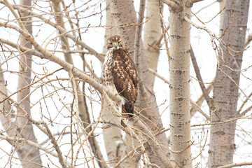 Red-tailed Hawk perched on a branch under a grey sky
