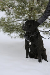 A large dog sits near a pine tree in winter. Cane Corso.
