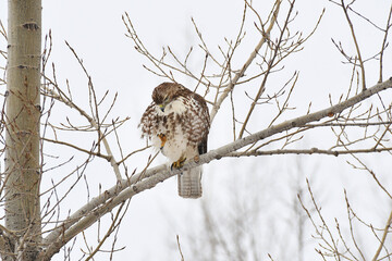 Red-tailed Hawk perched on a branch under a grey sky