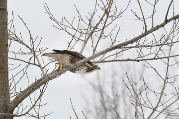 Red-tailed Hawk perched on a branch under a grey sky