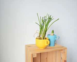 Yellow cup with muscari and blue cup with hyacinth on wooden box over white	