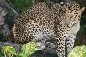 Fototapeta na wymiar Jungle Leopard