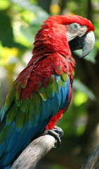 Red Macaw