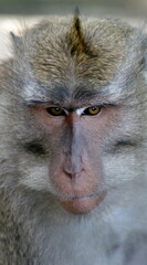 Monkey Portrait